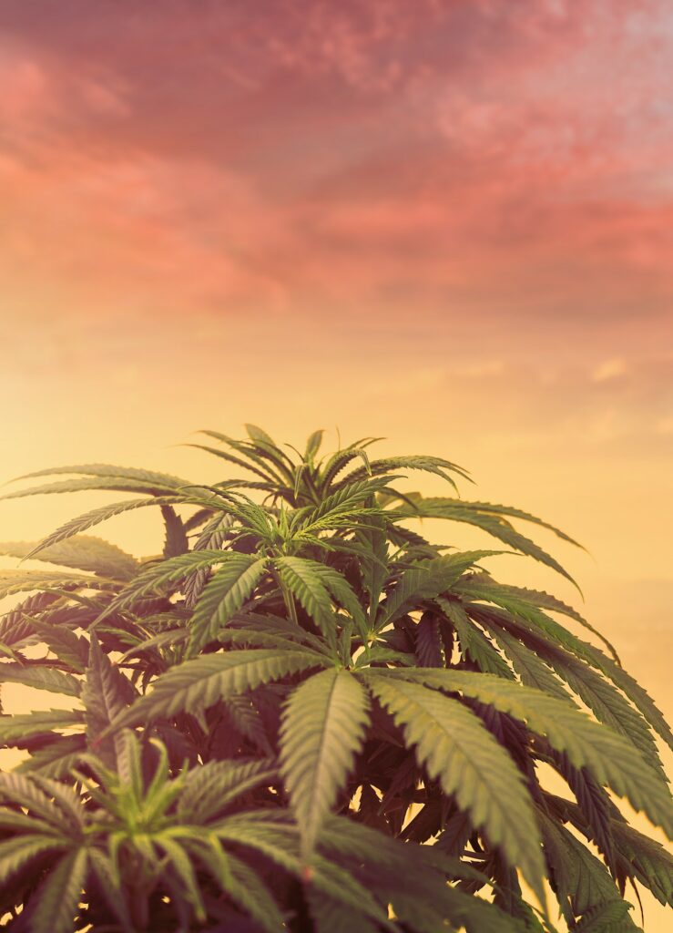Cannabis marijuana plant agains sky at sunset, golden hour