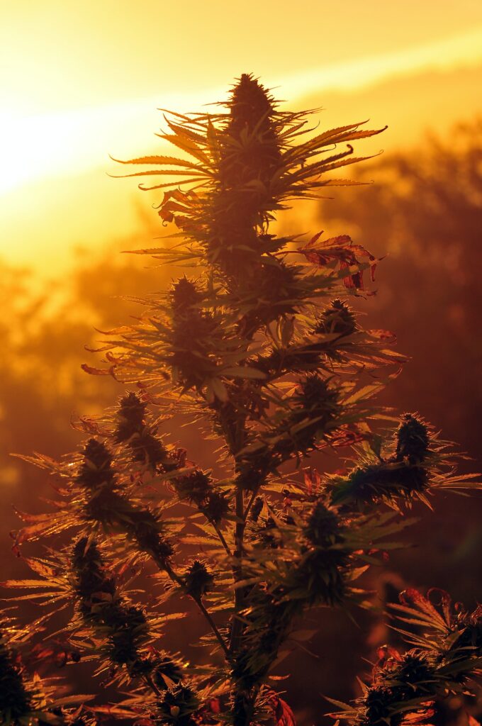 Cannabis plant at sunset