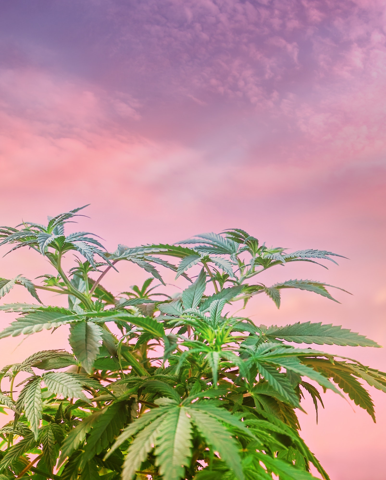 Marijuana plant against purple pink cloudy sky